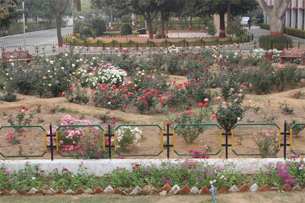 rose-garden-1 rose-garden-1